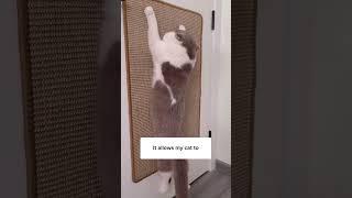 My Cat Is Losing Her Claws To This!  //glamcraze com #catsleeping #cats  #antianxiety