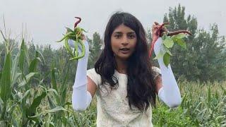 Fan Zihe's daily life in China: picking home-grown vegetables