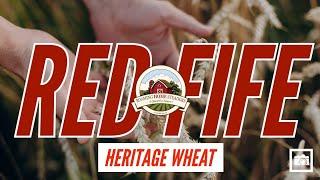 Red Fife Heritage Wheat: An Easy Backyard Grain