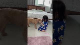맛살 나눠먹는 구름나율~화장실앞까지 따라와서..현실육아#구름위를나율#현실육아#아기와강아지#손석구네아침#석구오빠#푸들#3살아기#베프
