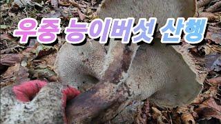 [약초]우중 능이버섯 산행/충북 북부/택배 9월22일 금요일까지 가능하며 23일부터 10월3일까지 택배 불가능합니다.