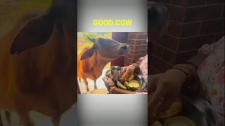 || Cow Good Sanatan Short || #alldriving