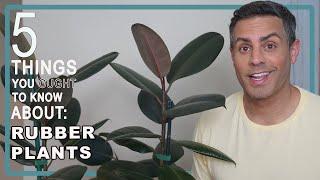 5 Things You Ought To Know About Your Rubber Plant (Ficus Elastica). Care, Repot + More!Video 4K