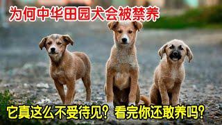 原来家家养的中华田园犬，为何被禁养？看完原因后你还想养吗？【动物神马说】