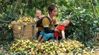 Single girl ; Harvesting lychees and selling them at the market | cook food for pigs