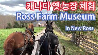 캐나다살기 #50 캐나다옛농장체험 #로스팜뮤지엄 #웨건타기 #RossFarmMuseum #노바스코샤 가 볼 만한 곳 #캐나다자녀무상교육