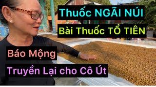 BÀI THUỐC NGÃI NÚI GIA TRUYỀN TRỊ NHIỀU CHỨNG BỆNH KHÓ AI NGỜ ,VÌ BÁN GIÁ RẺ NHƯ CHO: