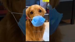 बोबो Part-1 Story Of Amazing Dog  || Hindi Funny || The dogs are cute and funny #dog #shorts