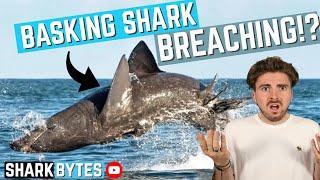 Why Do Sharks BREACH?