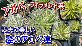 【アガベ】丈夫で美しいフィラメント！ 髭の生えたアガベ達をご紹介【Agave】【園芸】