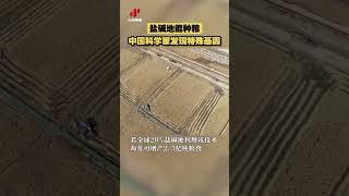 盐碱地能种粮！中国科学家发现特殊基因 | CCTV科教