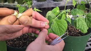 How to cross pollinate beans (genus Phaseolus)