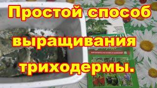 Легкий способ выращивания триходермы без пропаривания субстрата и стерилизации тары.