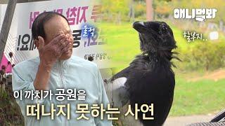 강아지만 보면 달려드는 까치의 속마음 (할아버지 나 안아..)ㅣA Truth behind Magpie who attacks the dogs