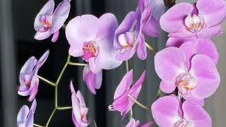 Pink Orchids  | Pink Orchids Arrangement | Viva Orchids
