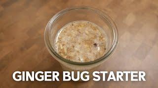 How To Make A Ginger Bug Starter