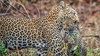 One Cub's Incredible Journey - NatGeo Wild [ HD ]