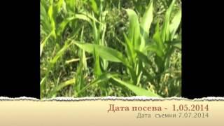 Применение Агро-Нова БИО на кукурузе. Липецк. 2014