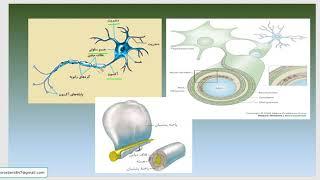 صفر تا صد زیست شناسی ( بافت شناسی : بافت عصبی )
