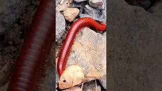 #millipedes videos 3#farming #moneky #babymonky