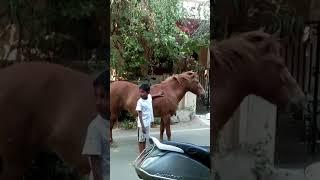 Horse | Kid playing with horse | Watch till end | Support & Subscribe my channel |