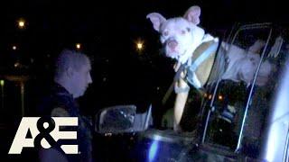 Live PD: Odd Way to Carry (Season 4) | A&E