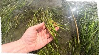 Why we spent our Summer looking for seagrass | VLOG