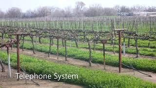 Training system of grapes