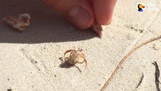 People Help Hermit Crab Choose A New Home | The Dodo