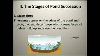 Pond Succession