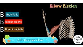 Elbow Flexion | Elbow Flexor Muscles Mnemonic