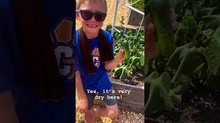 He loves growing cucumbers! #reels #shorts #farmlifebestlife #nature #garden