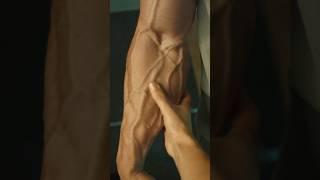 Huge Forearm Workout 