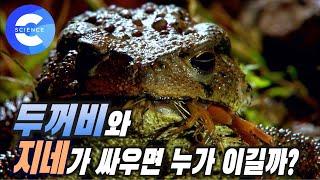 밤이 되면 깨어나는 숲의 포식자들! 지네와 두꺼비의 싸움