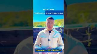 ТРАНСПЛАНТАЦИЯ ПЕЧЕНИ