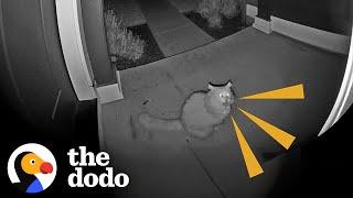 Neighbor's Cat Visits This Woman's House At 5am Every Single Day! | The Dodo