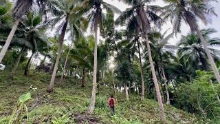 Harvest ng COCONUT - Tamang Pagpili ng Gagawing Cocozel VIRGIN COCONUT OIL + Biyaheng Cam Norte!