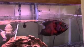 FAST SOLUTION: My Oscar Fish Is Gasping For Air | Difficulty Breathing