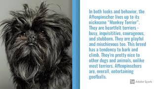 Affenpinscher Dog Breed Info