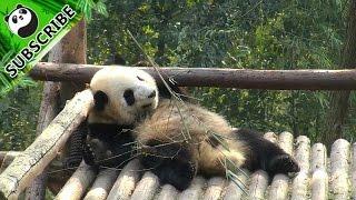 Lazy panda does exercise on bed.