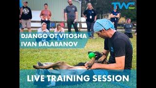 LIVE BELGIAN MALINOIS PUPPY TRAINING SESSION! || Ivan Balabanov and Django Ot Vitosha (5 months old)