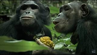 A chimpanzee story