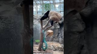 The Panda Will Do Anything to Avoid Water! 이 판다는 물을 피하려고 뭐든지 해요! #둥이 #funny #animals #cute