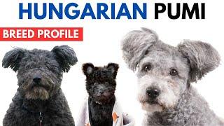 Pumi Dog Breed Profile History - Price - Traits - Pumi Dog Grooming Needs - Lifespan