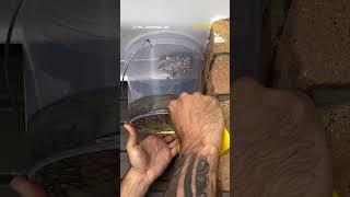 Wasp Nest Removal Using Gasoline #waspnestremoval