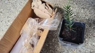 Unboxing: Torreya from camforest.com and Dragon Spruce from mikesplants (etsy.com)