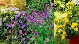 20 Shrubs that Bloom All Year | Year Round Shrubs According to Season