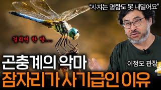 잠자리의 사냥 성공률이 95%인 이유(사자는 20%...)  | 과학정모 EP.3