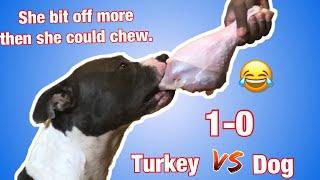 American bully: My dog vs Dinosaur Leg Challenge! Ultra Class Kennels
