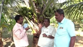 Kerala Coconut Plants Available Yielding Starts @ 4 years.